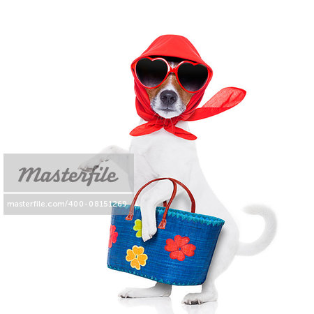 jack russell dog diva lady with bag shopping at supermarket , isolated on white background