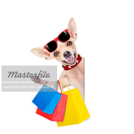 chihuahua  dog with a bunch of shopping bags ready to buy everything on sale and with discount, isolated on white background