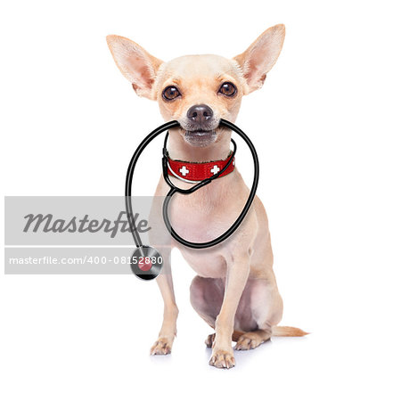 chihuahua dog as a medical veterinary doctor with stethoscope,isolated on white background