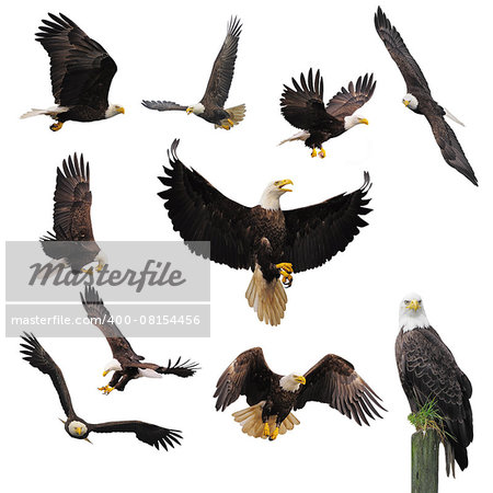 Bald eagles isolated on the white background. Bald eagles isolated on the white background.