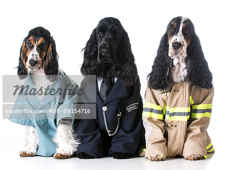 first responders - english cocker spaniels dressed up like a doctor, police officer and a fire fighter on white background