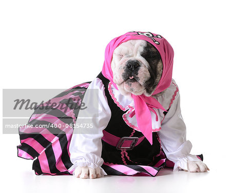 dog dressed up like a pirate on white background - bulldog female