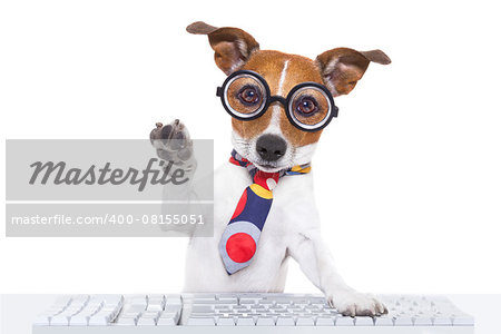 jack russell dog booking a reservation online using a pc computer laptop keyboard ,with high five paw ,isolated on white background