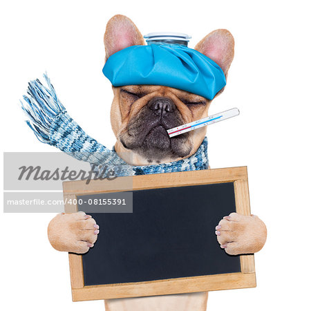 french bulldog dog  with  headache and hangover with ice bag on head,thermometer in mouth with high fever, eyes closed suffering , holding a blackboard,  isolated on white background