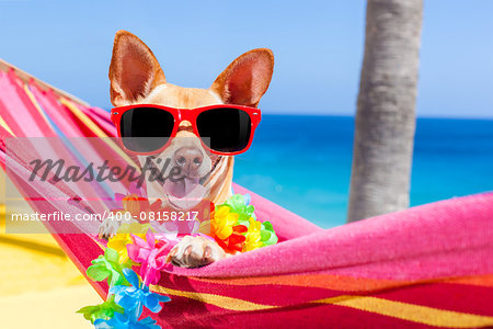 chihuahua dog relaxing on a fancy red  hammock with sunglasses in summer vacation holidays at the beach under the palm tree