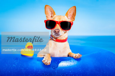 chihuahua dog  on a mattress in the ocean water at the beach, enjoying summer vacation holidays, wearing red sunglasses  with yellow     plastic rubber duck