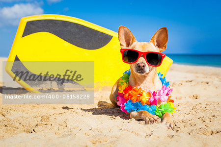 chihuahua dog  at the beach with a surfboard wearing sunglasses and flower chain on summer vacation holidays  at the beach