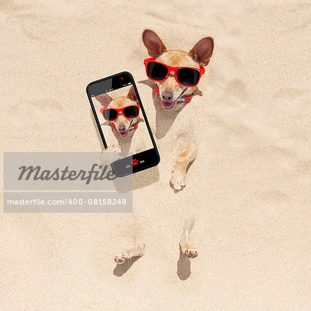 chihuahua dog  buried in the sand at the beach on summer vacation holidays , taking a selfie, wearing red sunglasses