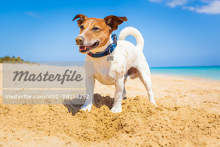 dog digging a hole in the sand at the beach on summer holiday vacation, ocean shore behind