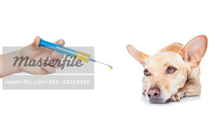 chihuahua dog  with  headache and sick , ill or with  high fever, suffering ,syringe on its way,  isolated on white background