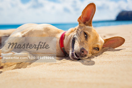 chihuahua dog  relaxing and resting , lying on the sand at the beach on summer vacation holidays, ocean shore behind