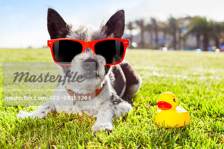 black terrier  dog  relaxing and resting , lying on grass or meadow at city park on summer vacation holidays, with  yellow rubber duck as best friend