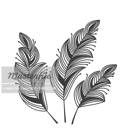 Silhouette decorated feathers on the white background