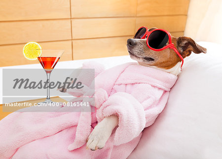 jack russell dog relaxing  and lying, in   spa wellness center ,wearing a  bathrobe and funny sunglasses , martini cocktail inlcuded