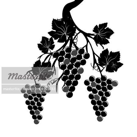 Grape clusters on the vine on white background