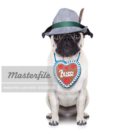 pug dog dressed up as bavarian with gingerbread as collar, isolated on white background