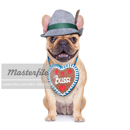 french bulldog dog dressed up as bavarian with gingerbread as collar, isolated on white background