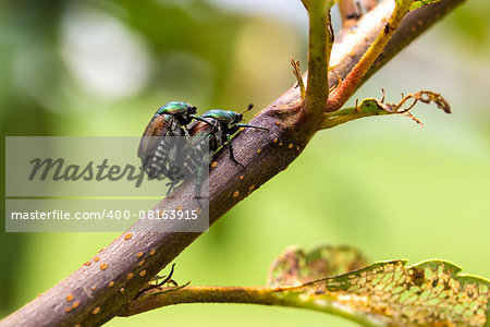 Japanese Beetles Popillia japonica mating on tree branch.