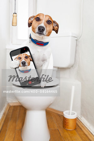 jack russell terrier, sitting on a toilet seat with digestion problems or constipation looking very sad, taking a selfie