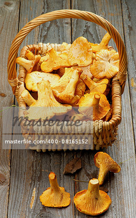 Wicker Basket Full Of Perfect Raw Chanterelles closeup on Rustic Wooden background