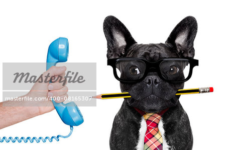 office businessman french bulldog dog with pen or pencil in mouth ,on the phone ,   isolated on white background