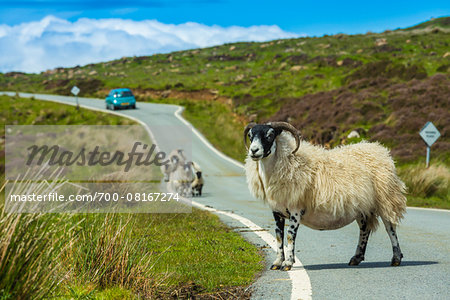 Sheep on Road near Flodigarry, Trotternish, Isle of Skye, Scotland, United Kingdom