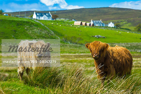 Highland Cattle, Kilmaluag, Trotternish, Isle of Skye, Scotland, United Kingdom Highland Cattle, Kilmaluag, Trotternish, Isle of Skye, Scotland, United Kingdom