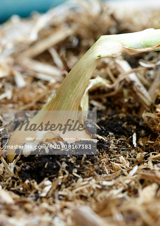 Close-up of Spanish Onion in Ground of Vegetable Garden, Ontario, Canada