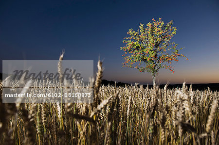 Tree in wheat field at dusk