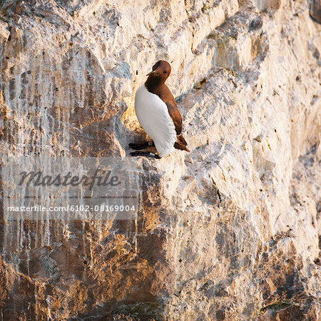 Bird on rock