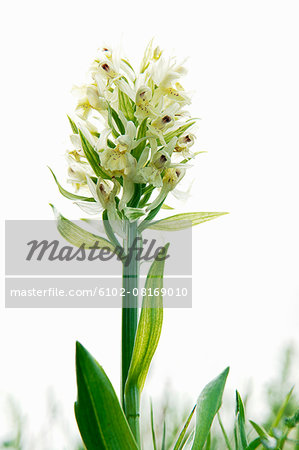 White flowers, studio shot