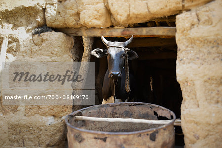 Portrait of cow in stone, stable with bucket, near Gaoua, Poni Province, Burkina Faso