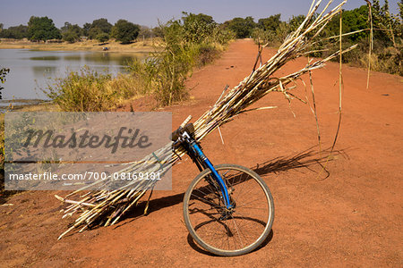 Parked bike on dirt road, carrying long, reeds, leaning on stalks, Bazoule, Tangin Dassouri, Kadiogo, Burkina Faso