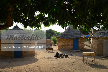 Courtyard with houses in village with pig walking by, near Gaoua, Poni Province, Burkina Faso Courtyard with houses in village with pig walking by, near Gaoua, Poni Province, Burkina Faso