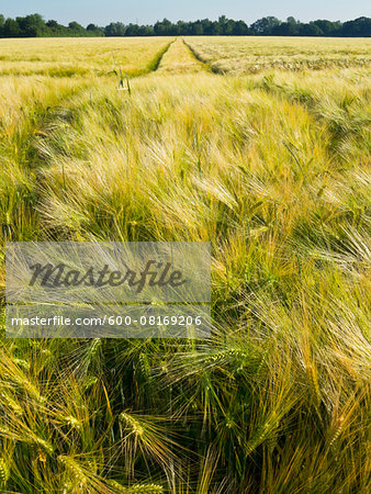 Wheat field with tire tracks in the background, Germany