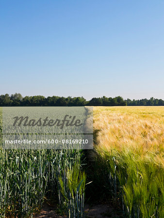 Young wheat growing next to wheat field, Germany