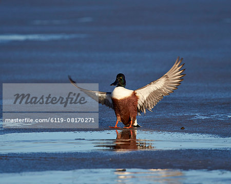 Northern shoveler (Anas clypeata) male landing on a frozen pond in the winter, Bosque del Apache National Wildlife Refuge, New Mexico, United States of America, North America