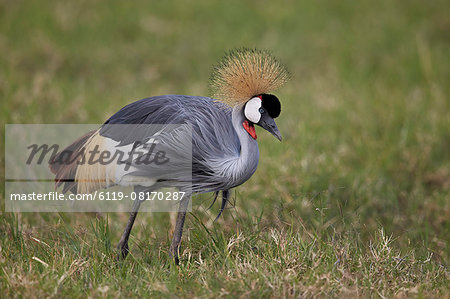 Grey crowned crane (Southern crowned crane) (Balearica regulorum), Ngorongoro Crater, Tanzania, East Africa, Africa