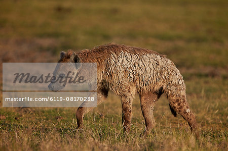Spotted hyena (spotted hyaena) (Crocuta crocuta), Ngorongoro Crater, Tanzania, East Africa, Africa Spotted hyena (spotted hyaena) (Crocuta crocuta), Ngorongoro Crater, Tanzania, East Africa, Africa