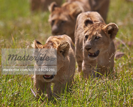 Lion (Panthera Leo) cubs, Ngorongoro Crater, Tanzania, East Africa, Africa