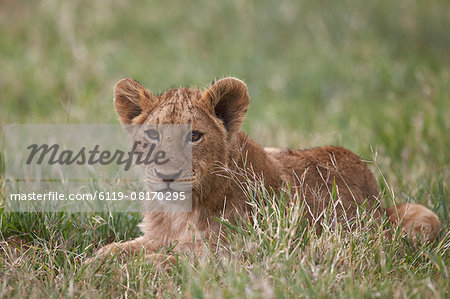 Lion (Panthera Leo) cubs, Ngorongoro Crater, Tanzania, East Africa, Africa