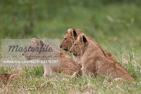 Lion (Panthera Leo) cubs, Ngorongoro Crater, Tanzania, East Africa, Africa