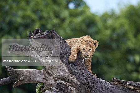 Lion (Panthera Leo) cub on a downed tree trunk in the rain, Ngorongoro Crater, Tanzania, East Africa, Africa Lion (Panthera Leo) cub on a downed tree trunk in the rain, Ngorongoro Crater, Tanzania, East Africa, Africa