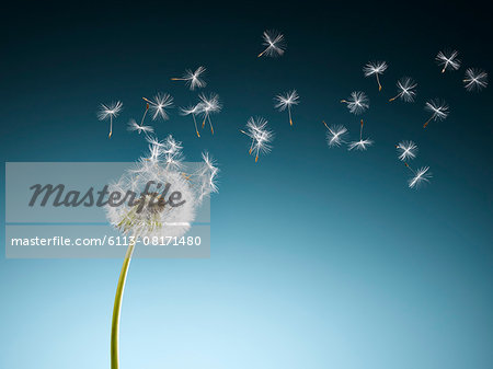 Dandelion seeds blowing on blue background