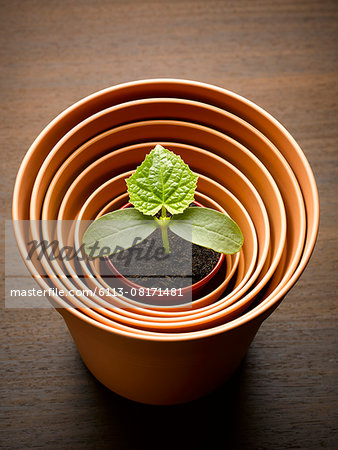 Plant sprouting in nesting flowerpot Plant sprouting in nesting flowerpot