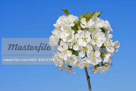 Close-up of cherry tree blossoms on tree branch against clear, blue sky, spring. Baden-Wuerttemberg, Schwarzwald, Germany.