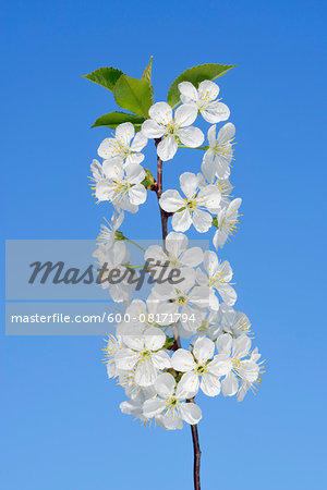 Close-up of cherry tree blossoms on tree branch against clear, blue sky, spring. Baden-Wuerttemberg, Schwarzwald, Germany.