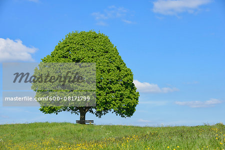 Lime tree (tilia) and park bench in meadow, spring. Irschenberg, Miesbach, Bavaria, Germany.