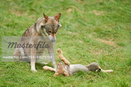 Eurasian Wolf (Canis lupus lupus) Mother with Pup in Summer, Bavarian Forest National Park, Bavaria, Germany