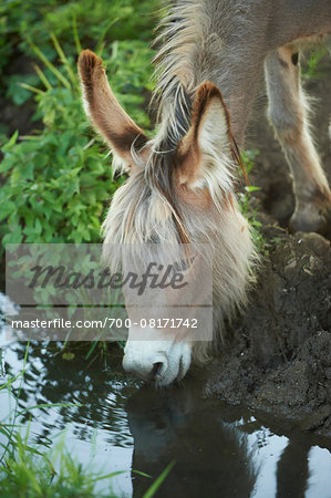 Portrait of Donkey (Equus africanus asinus) Drinking from Stream in Summer, Upper Palatinate, Bavaria, Germany